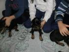 Dobermannwelpen aus renomierter deutscher erbgesunder Zucht